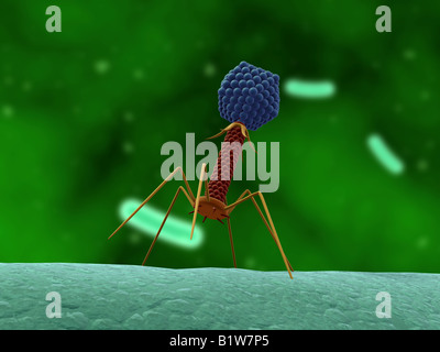 bacteriophage Stock Photo