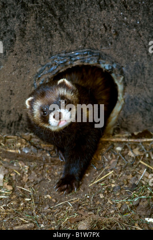 POLECAT (Mustela putorius) Stock Photo