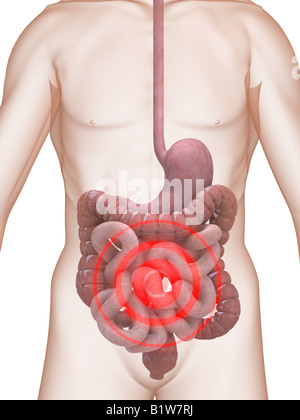 highlighte digestive system Stock Photo