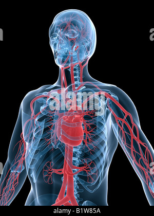 vascular system Stock Photo