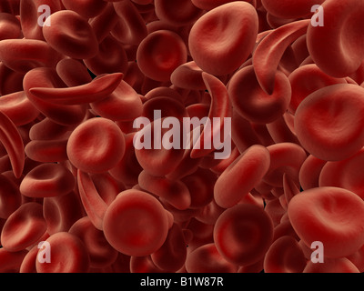 red blood cells Stock Photo