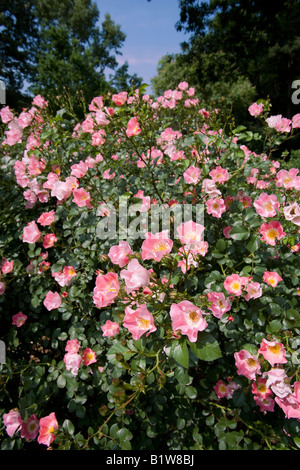 Rosa X Meipotal Carefree Delight Shrub Rose NJ Stock Photo