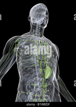 human lymphatic system Stock Photo