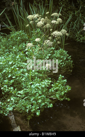 Lesser water parsnip Berula erecta in a stream close to watercress plants Stock Photo