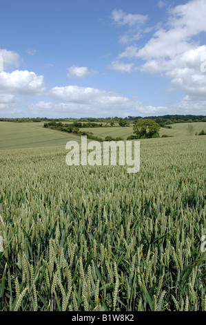 A wheat crop in ear in rolling fields near the coast at Seaton on a fine summer day Stock Photo