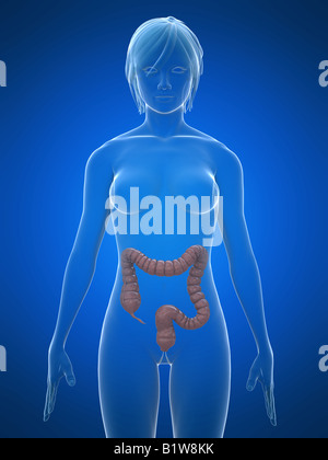 Female colon, illustration Stock Photo - Alamy