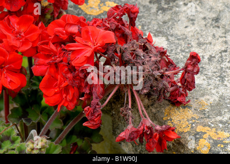 Grey mould or Botrytis blight, Botrytis cinerea, spoiling the bloom of ...