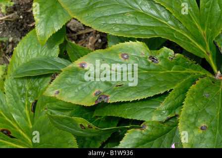 Early lesions of hellebore leaf spot (Microsphaeropsis hellebori on the leaves of Helleborus Stock Photo