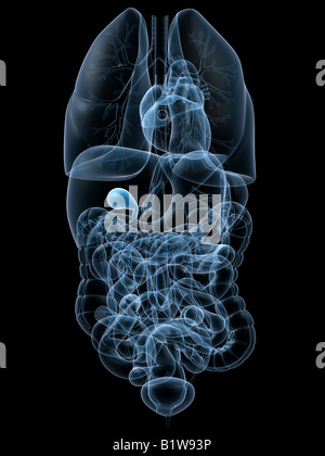 human gall bladder Stock Photo
