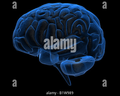 human brain Stock Photo