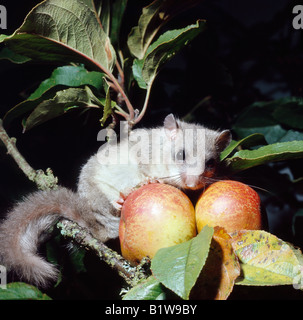 Edible Dormouse loir gris Glis glis European Dormouse Siebenschläfer Europe adult animal animals eating Europa Europe mammal mam Stock Photo