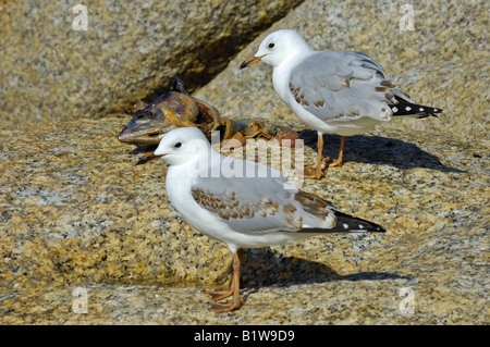 A pair of juvenile Silver Gulls (Larus novaehollandiae) at the carcass of a dead fish left on the rocks Stock Photo