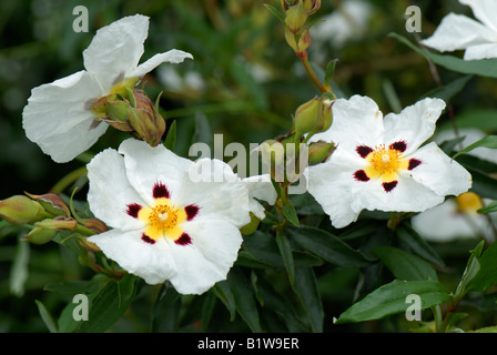 Cistus x cyprius flowers on large garden shrub Stock Photo