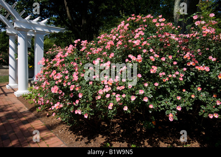 Rosa X Meipotal Carefree Delight Shrub Rose NJ Stock Photo