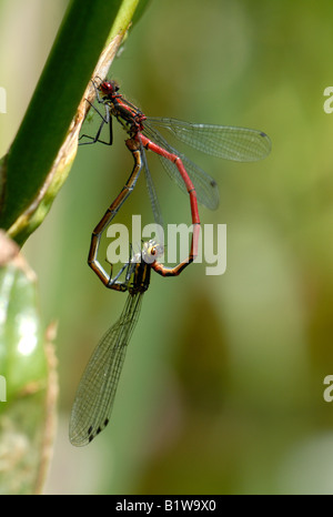 A mating pair of large red damselflies Pyrrosoma nymphula in a heart shaped union Stock Photo