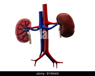 human kidney Stock Photo
