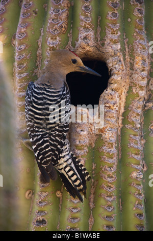 A Gila Woodpecker  at a nest cavity in a saguaro cactus McDowell Mountain Regional Park near Fountain Hills near Phoenix Arizona Stock Photo