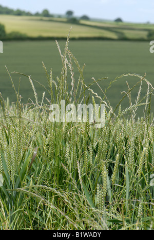 Perennial ryegrass Lolium perenne flower spikes of grass weeds in a wheat crop in ear Stock Photo