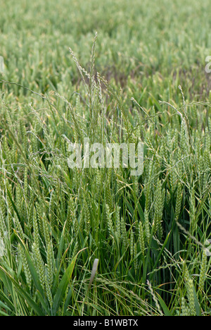 Perennial ryegrass Lolium perenne flower spikes of grass weeds in a wheat crop in ear Stock Photo