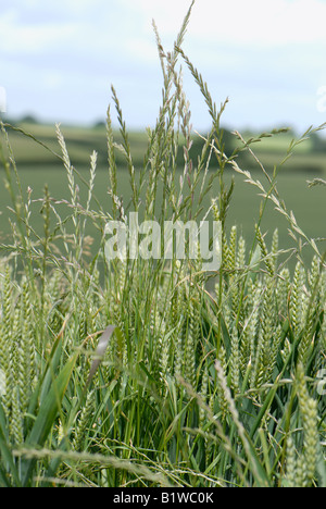 Perennial ryegrass Lolium perenne flower spikes of grass weeds in a wheat crop in ear Stock Photo