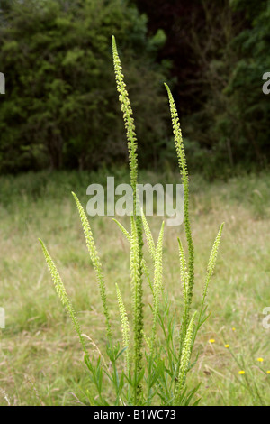 Weld, Reseda luteola, Resedaceae Stock Photo