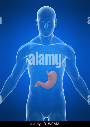 human stomach Stock Photo