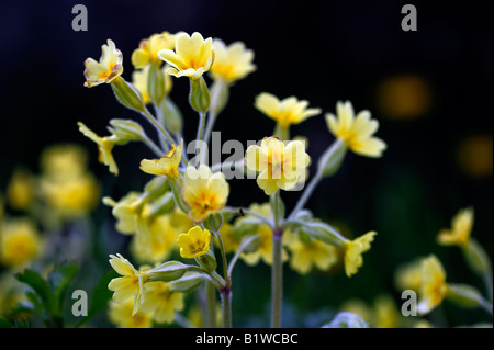 Oxlip wild spring flower in Hope Bagot Shropshire Stock Photo