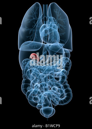 highlighted gall bladder Stock Photo