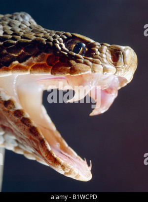 vipere crochets a venin adder common viper common European viper Vipera berus portrait frontal with opened mouth poison fang vis Stock Photo