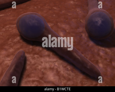 tetanus bacteria