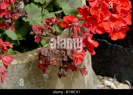 Grey mould or Botrytis blight, Botrytis cinerea, spoiling the bloom of ...
