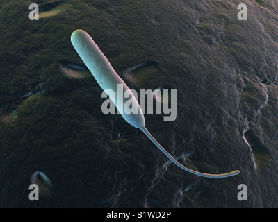 campylobacter jejuni Stock Photo
