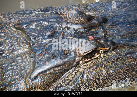 Alligator (alligator mississippiensis), Honey Island Swamp, West Pearl River, Saint Tammany Parish, Northshore, Louisiana. Stock Photo