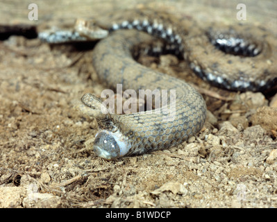 vipere aspi Aspisviper Asp Viper Vipera aspis Childbirth small Vipers accouchement animals Asp viper Aspic Viper Aspisvipern Eur Stock Photo