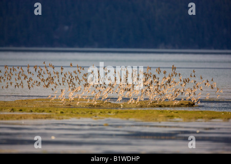 Shorebird migration on the Copper River Delta Chugach National Forest Cordova Alaska Stock Photo