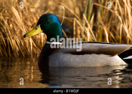Mallard Duck Finger Lake Wasilla Alaska Stock Photo