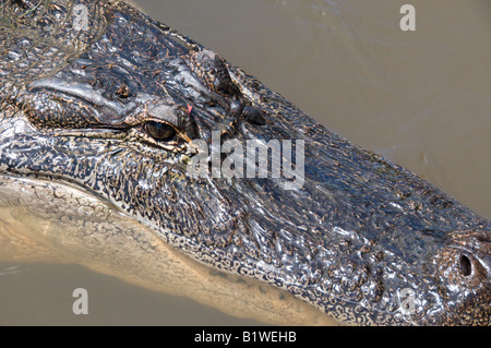 Alligator (alligator mississippiensis), Honey Island Swamp, West Pearl River, Saint Tammany Parish, Northshore, Louisiana. Stock Photo