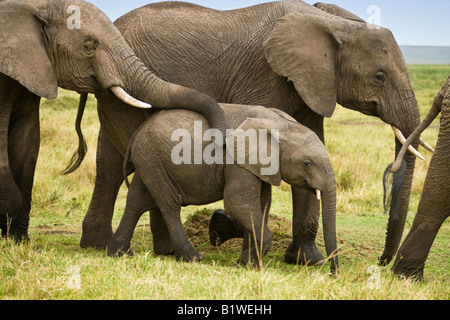 Close up stop action Baby elephant walking between adults its mothers trunk resting on its back in open savanna of Masai Mara of Kenya Stock Photo