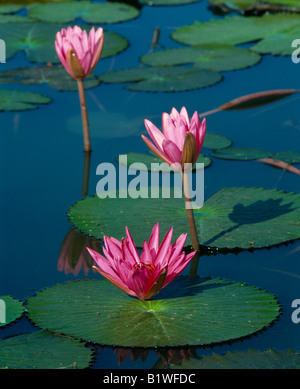 Plants Gardens Aquatic Plant Nymphaeaceae Three pink water lily flowers with long stems and floating green leaves or pads Stock Photo