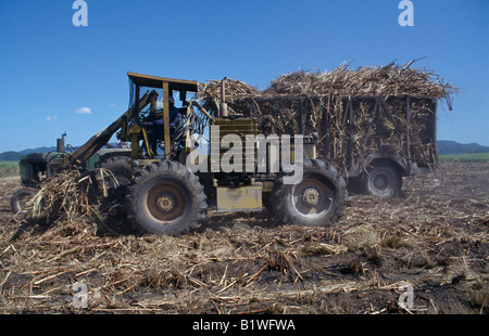 Mechanical harvesting of sugarcane. Stock Photo