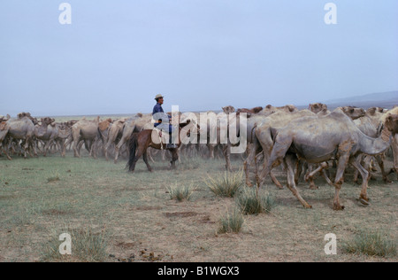 MONGOLIA Gobi Desert Biger Negdel Stock Photo