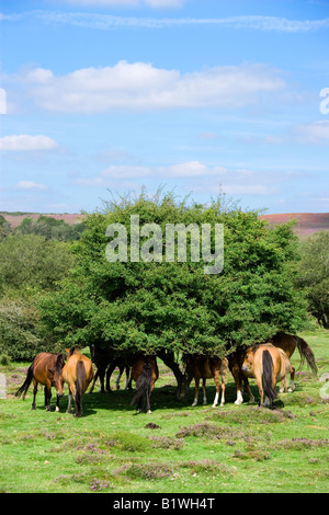 ENGLAND Hampshire The New Forest Ogden's Purlieu near Ogden Village New Forest ponies gathering in shade of tree at midday Stock Photo