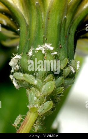 Currant sowthistle aphid Hyperomyzus lactucae infestation on sowthistle flower calyx peduncle Stock Photo