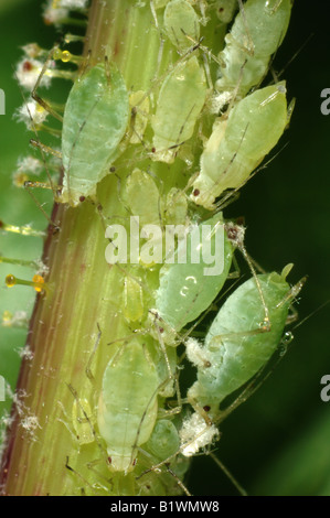 Currant sowthistle aphid Hyperomyzus lactucae infestation on sowthistle flower peduncle Stock Photo