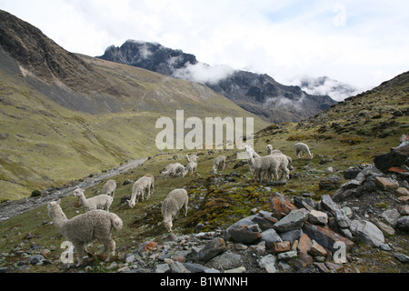 Lamas in the Cordillera Apolobamba, Bolivia Stock Photo