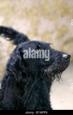 Labradoodle UK 2007 Stock Photo