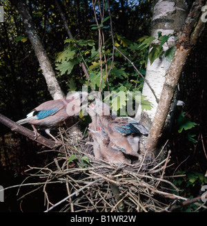 Jay geai garrulus glandarius feeding chicks in nest animal animals aves bird birds chick chicks Corvidae endothemic endotherm en Stock Photo