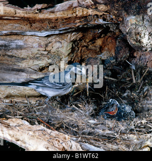 Bergeronnette grise Pied Wagtail Pied White Wagtail Motacilla alba adult at nest Feeding Cuckoo Cuculus canorus france Bachstelz Stock Photo