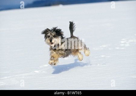 hybrid dog - running in snow
