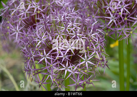 Round flower heads of Allium cristophii with star shaped florets and green seedpods forming Stock Photo